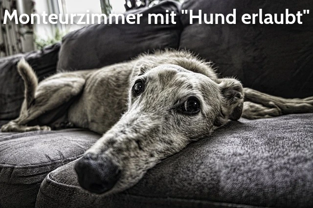 Monteurzimmer mit Hund erlaubt