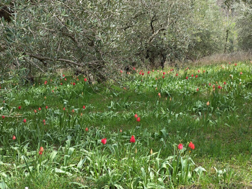 Monteurwohnung: Olivengarten - CASA DORIS, Montecarotto, Le Marche