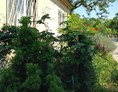 Monteurzimmer: LenAs Gartenwohnung mit Blick in den Auwald - LenAs Gartenwohnung
