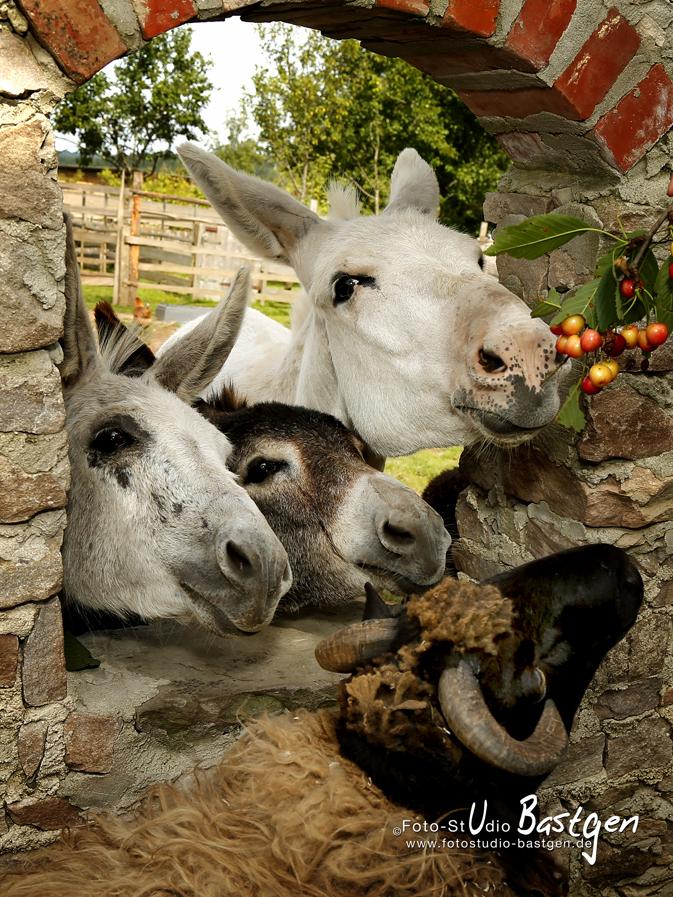 Monteurwohnung - PLZ 74420 (Deutschland) - Pension beim Heuhotel Murrquelle