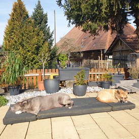 Monteurzimmer: Unsere Hunde - Guesthouse Claudia