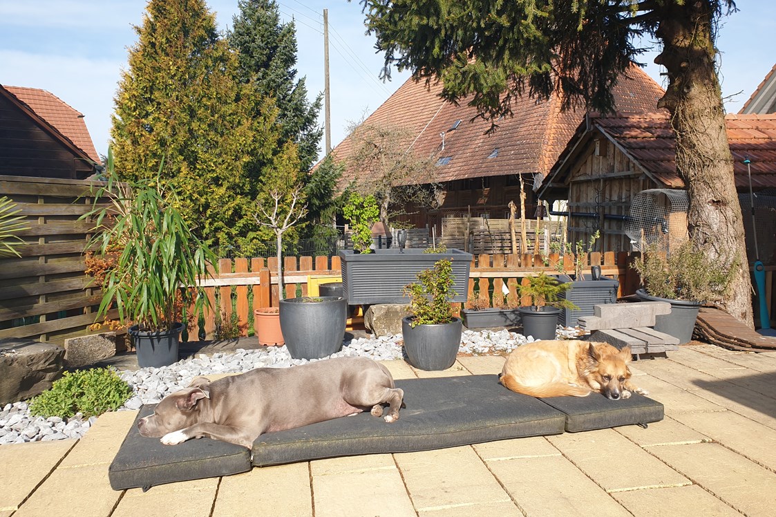 Monteurzimmer: Unsere Hunde - Guesthouse Claudia