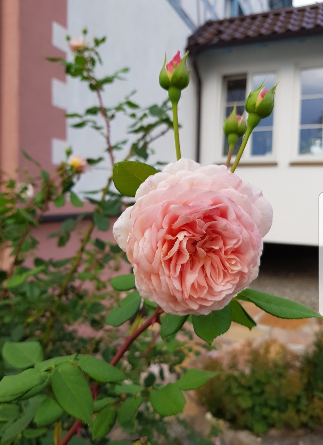 Monteurzimmer: Pension Rose Monteurzimmer mit Küche