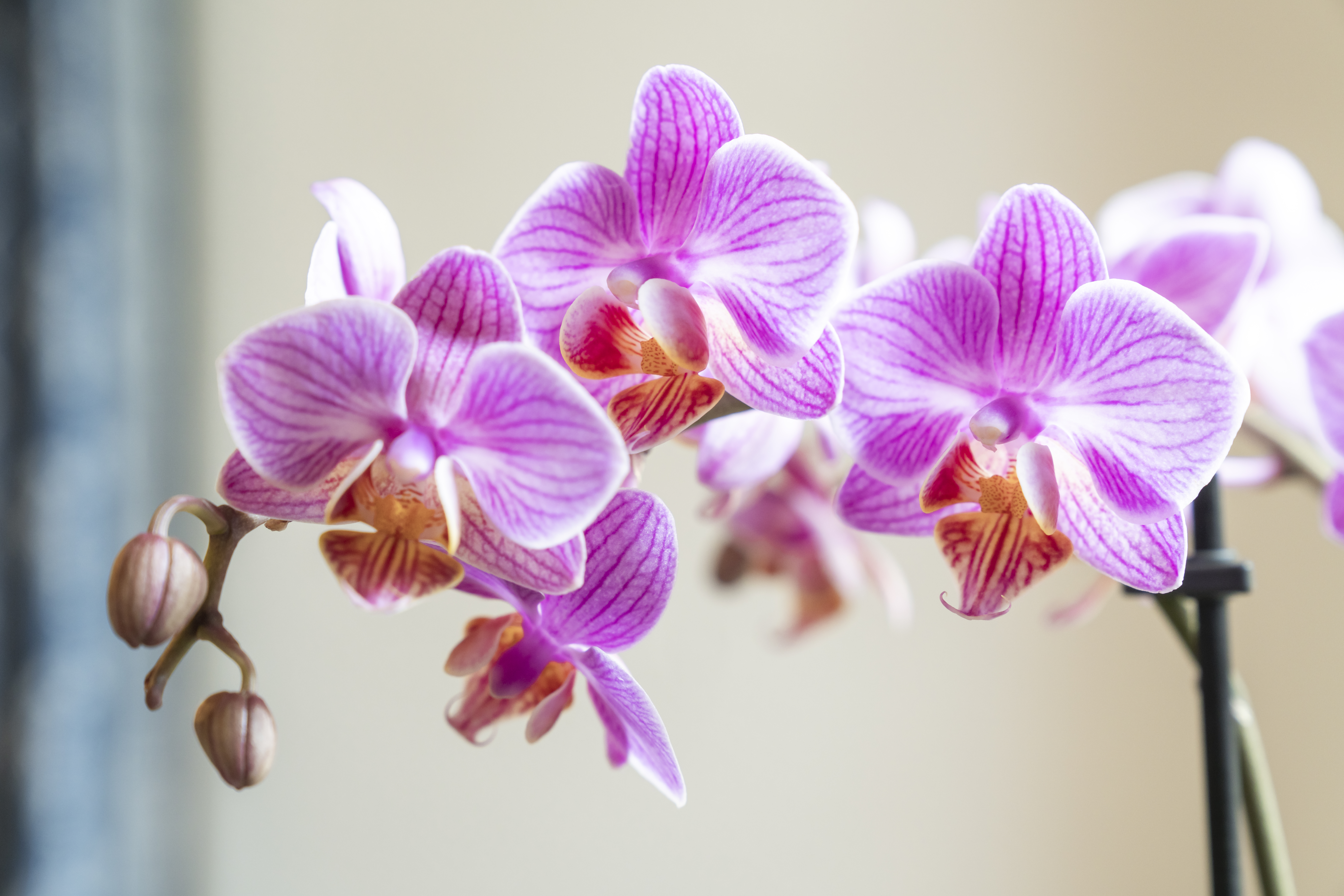 Monteurzimmer: ChesaMichel