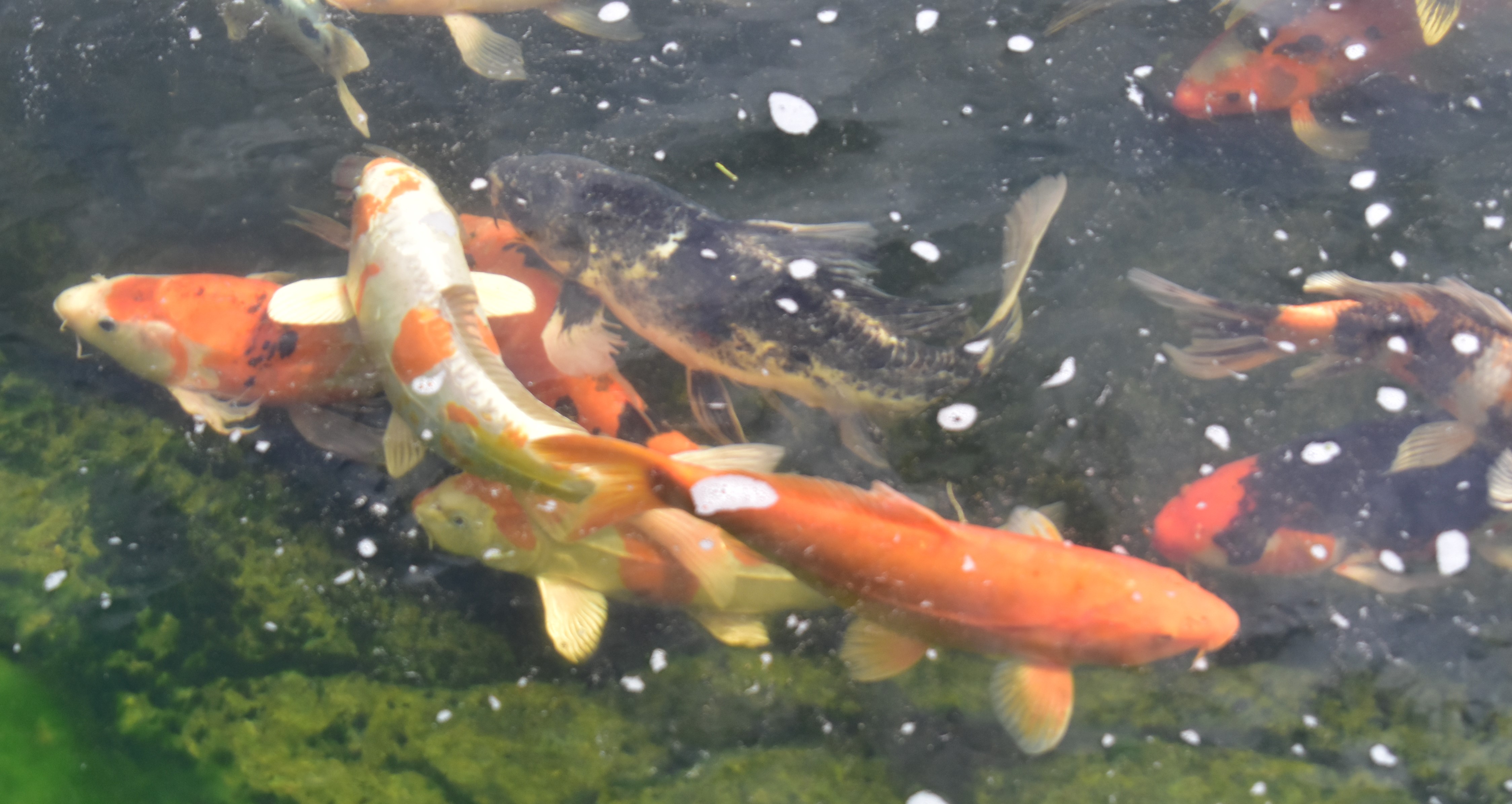 Monteurzimmer: Kois - Leischnerhof